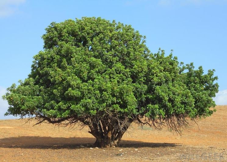 Pianta carrubo terreno