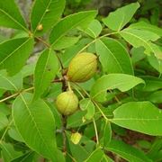 Pecan Albero frutti