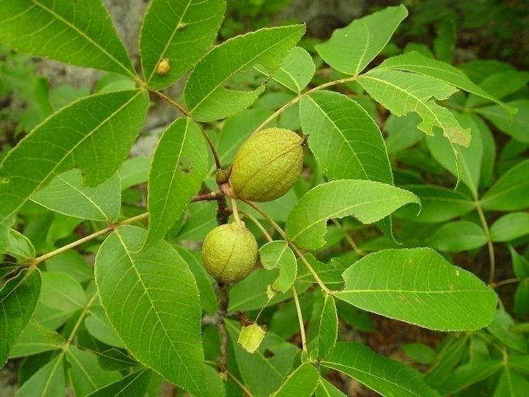 Pecan Albero frutti