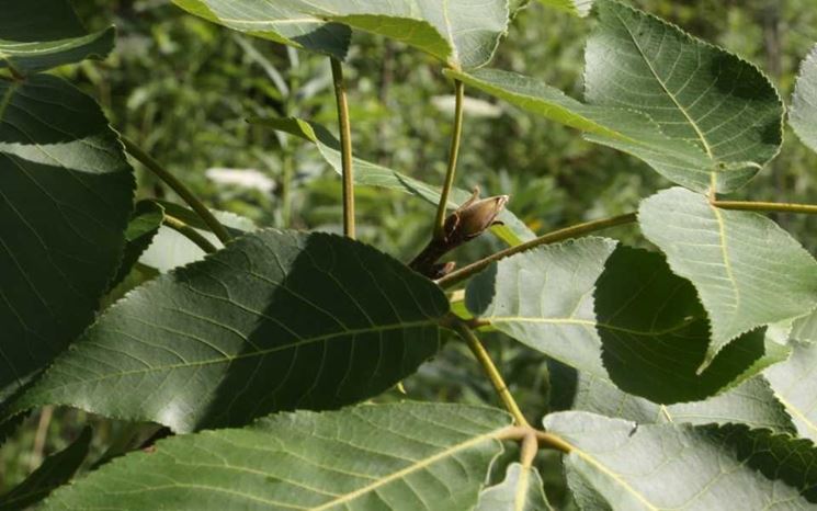 foglie noce pecan