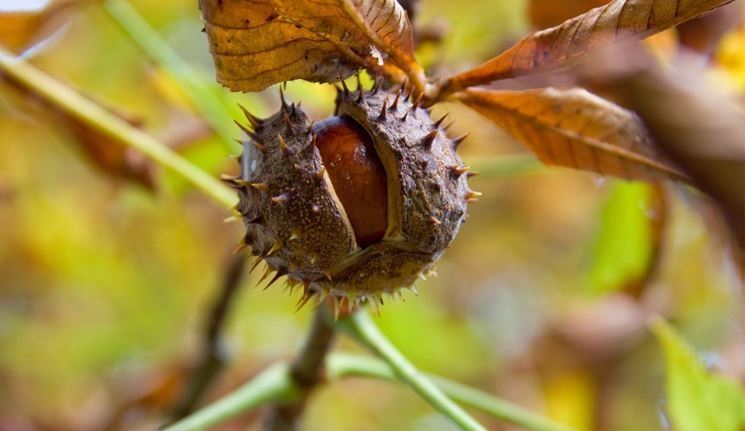 Coltivare castagne