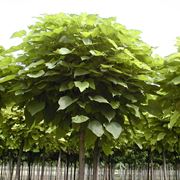 Catalpa bungei - albero