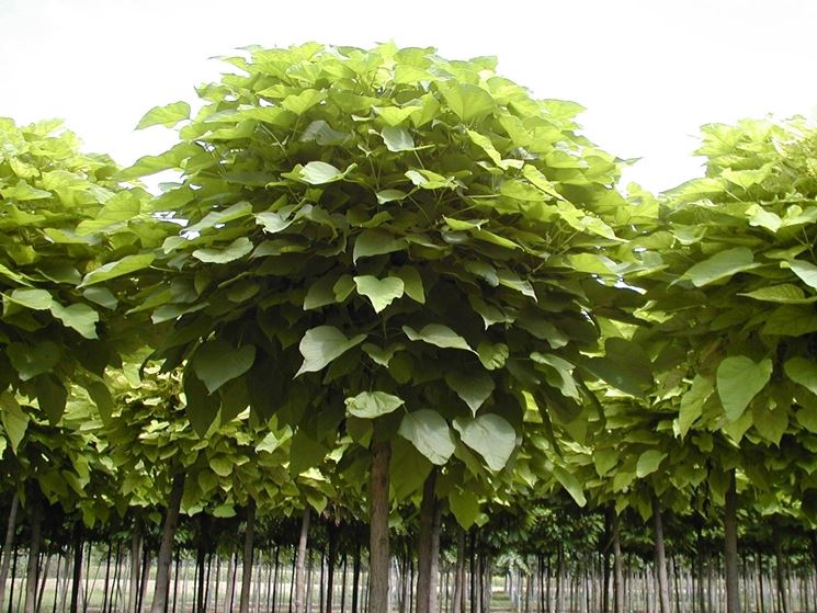 Catalpa bungei - albero