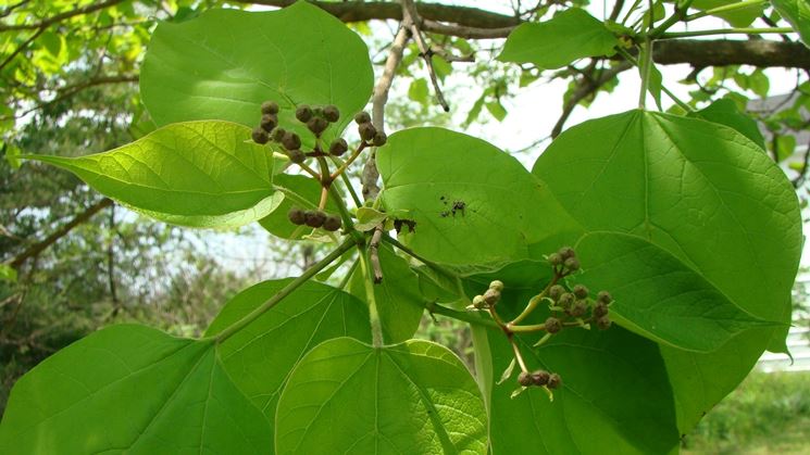 catalpa