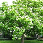 Catalpa fiori