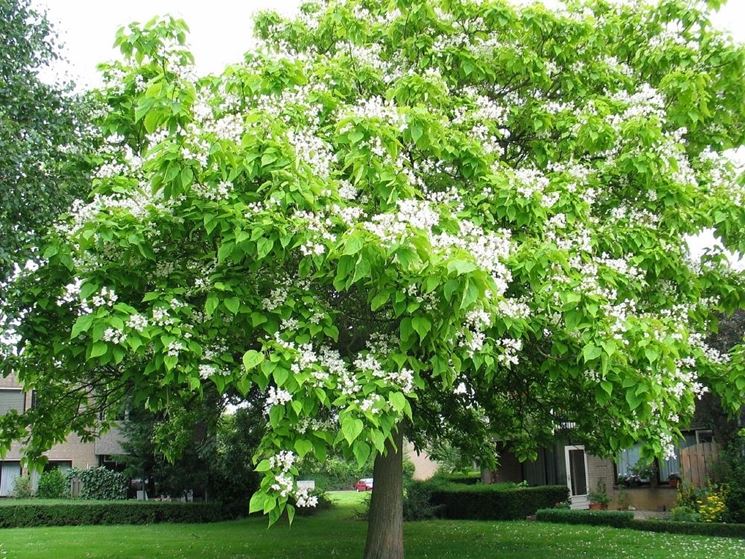 Catalpa fiori