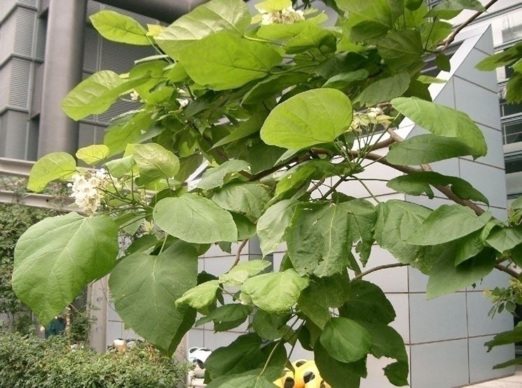 foglie catalpa