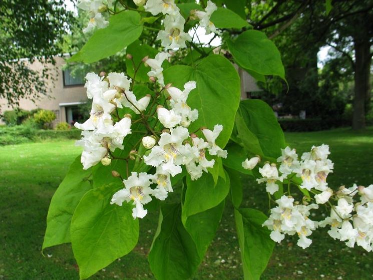 Catalpa fiori