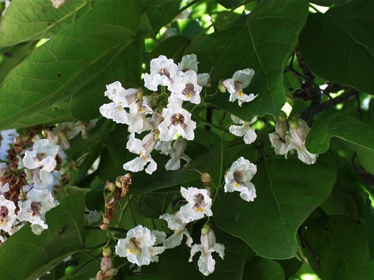 catalpa