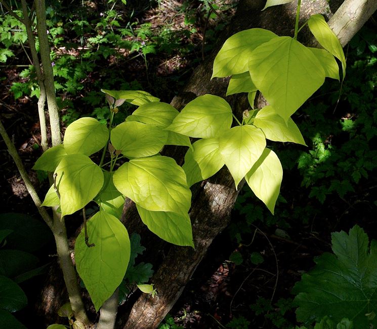 catalpa foglie