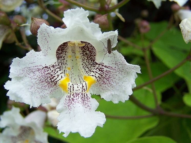 fiore catalpa