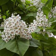 catalpa bignonioides