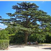 Cedro albero