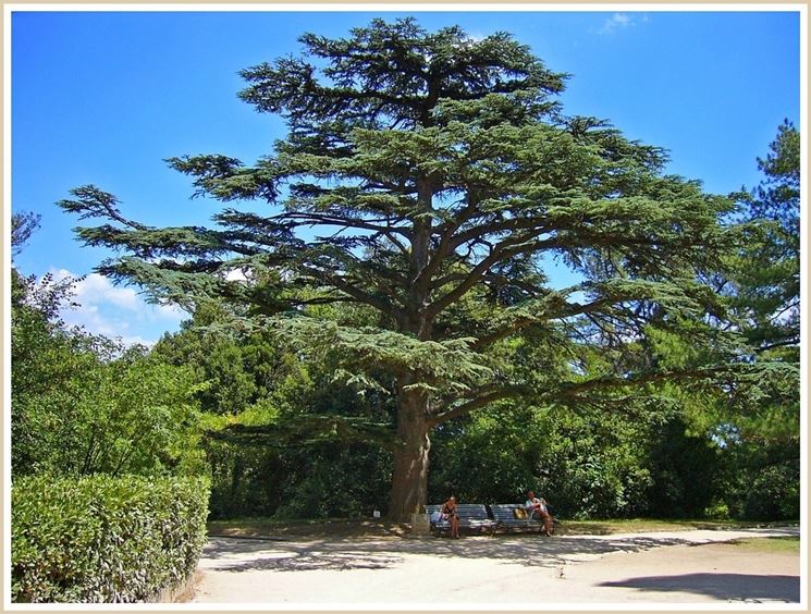 Cedro albero