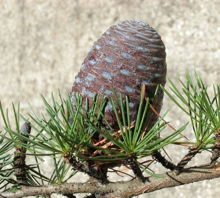 Cedro pigna