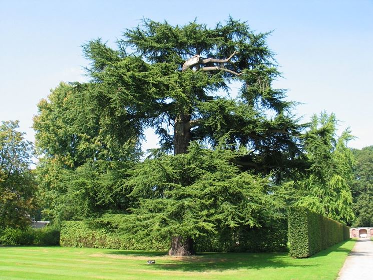 cedrus libani