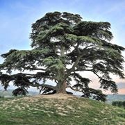 cedro del libano