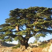 albero del libano