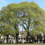 Celtis australis albero