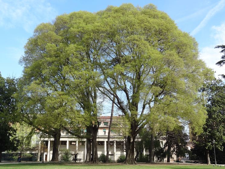 Celtis australis albero