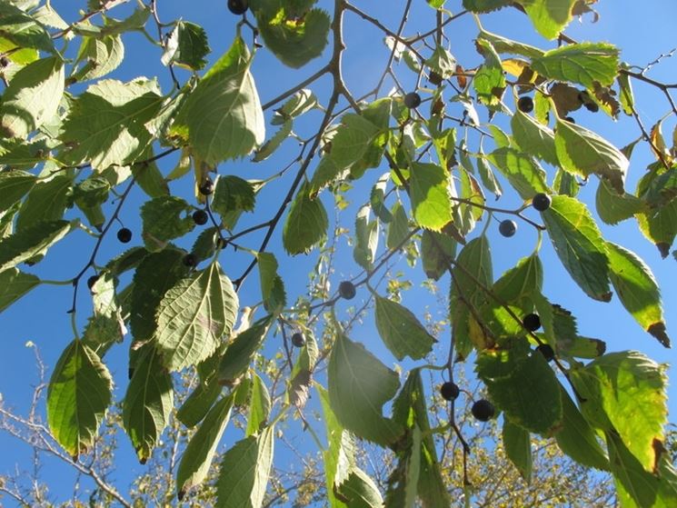 celtis australis foglie