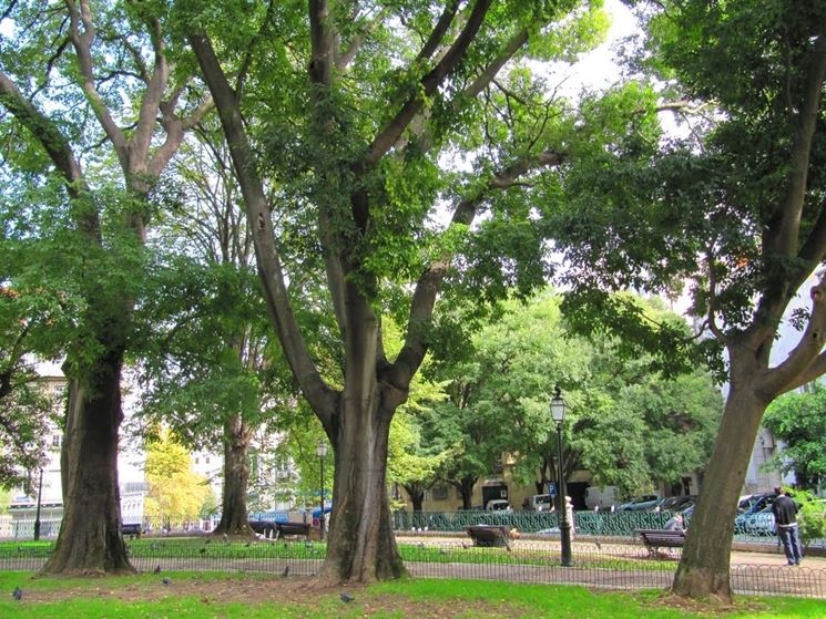 celtis australis