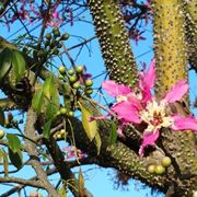 Fiori chorisia speciosa