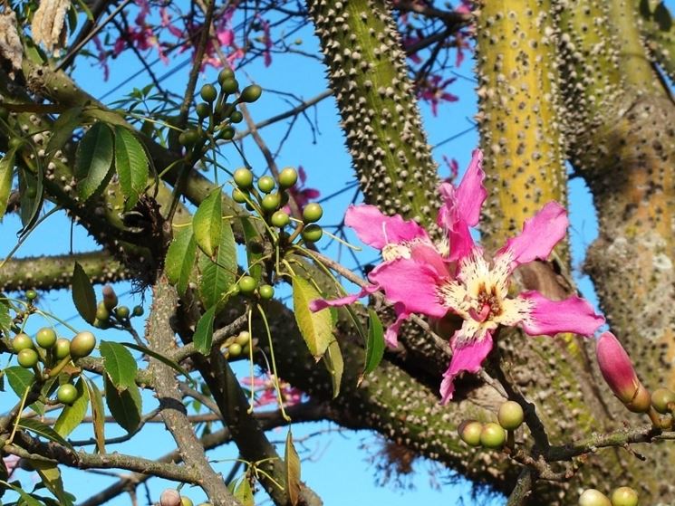 Fiori <strong>chorisia</strong> speciosa