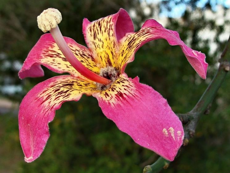 Fiore ceiba speciosa