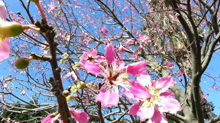 Fioritura albero ceiba