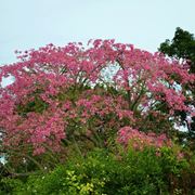 chorisia speciosa