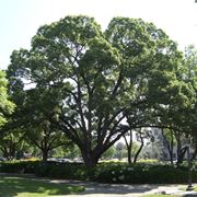 albero di canfora