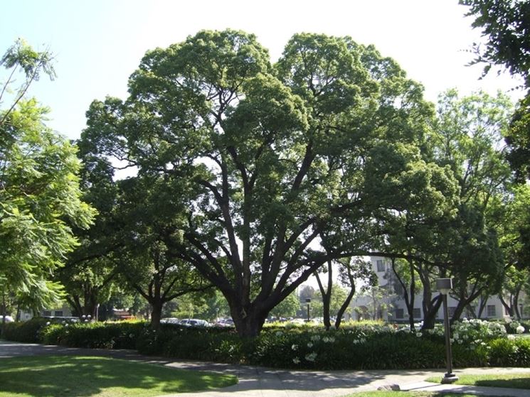 albero di canfora