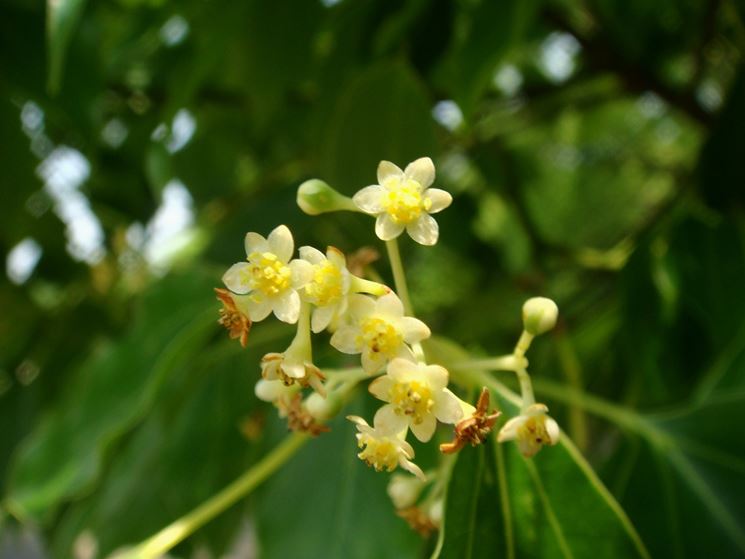 Canfora albero in fiore