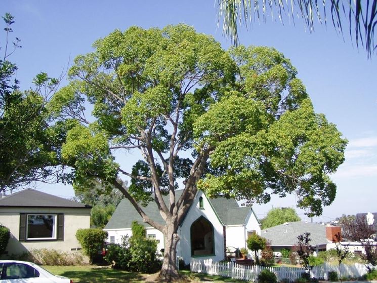 albero di canfora