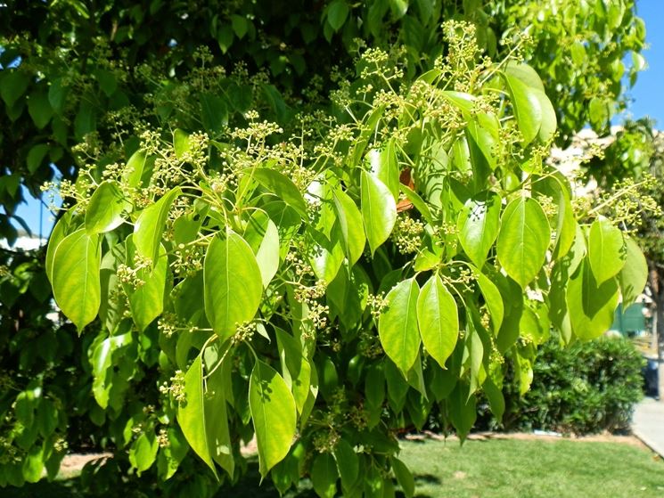 foglie e fiori di canfora