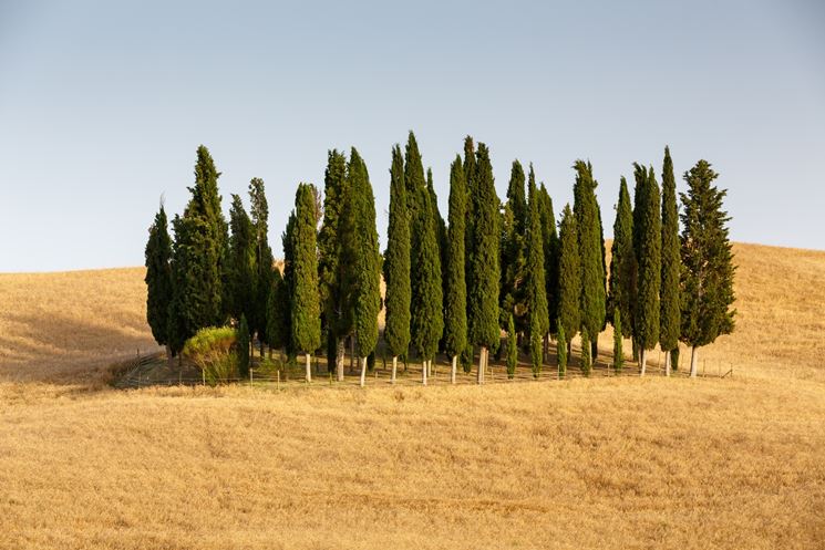 Siepi foglie