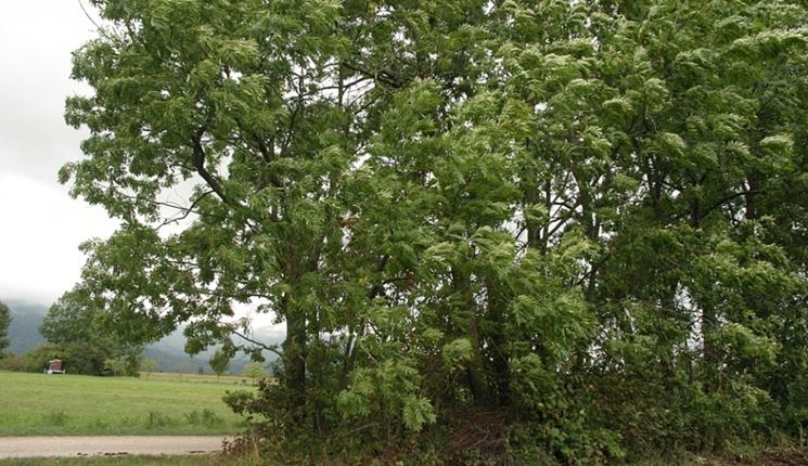 Alberi frassino