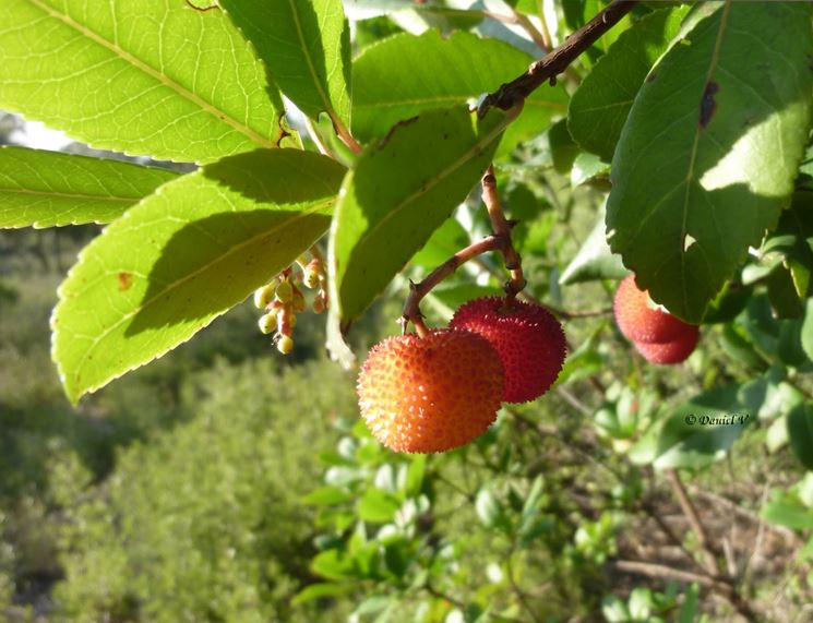 frutto corbezzolo