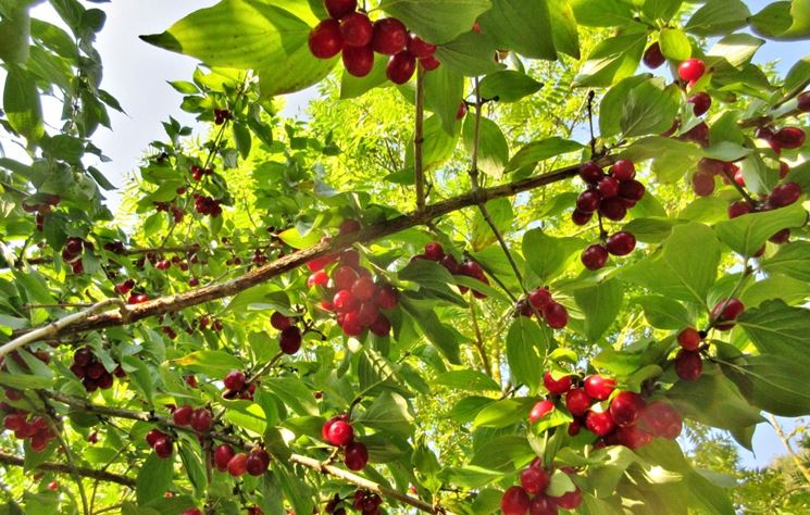 Concime piante ornamentali