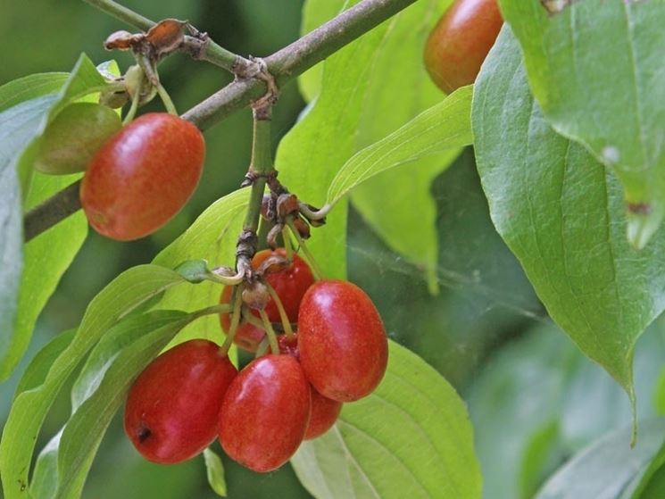 I frutti del corniolo