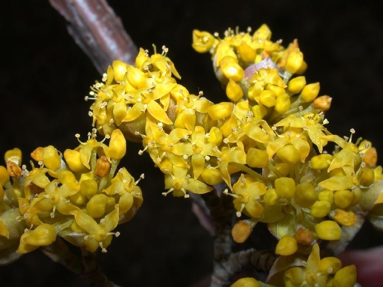 cornus mas fiori