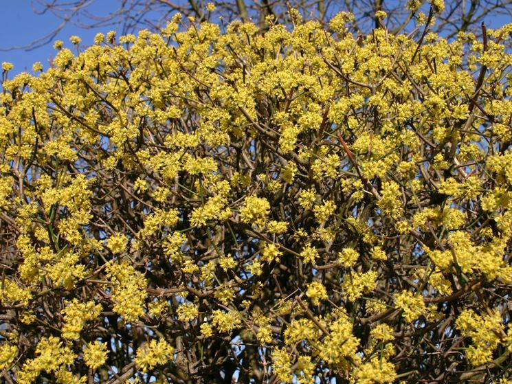 Corniolo fiori