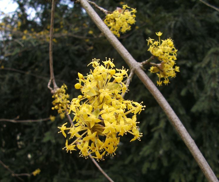 cornus mas