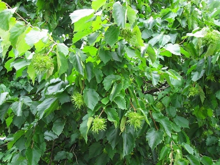 corylus colurna habitus