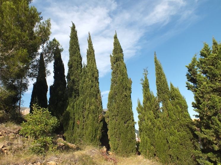 Cipresso alberi