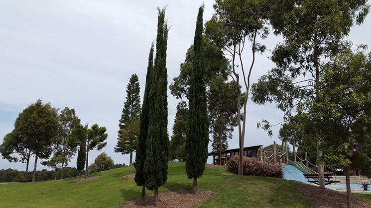 cupressus sempervirens