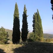 cupressus sempervirens