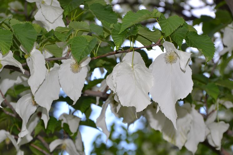 davisia involucrata var