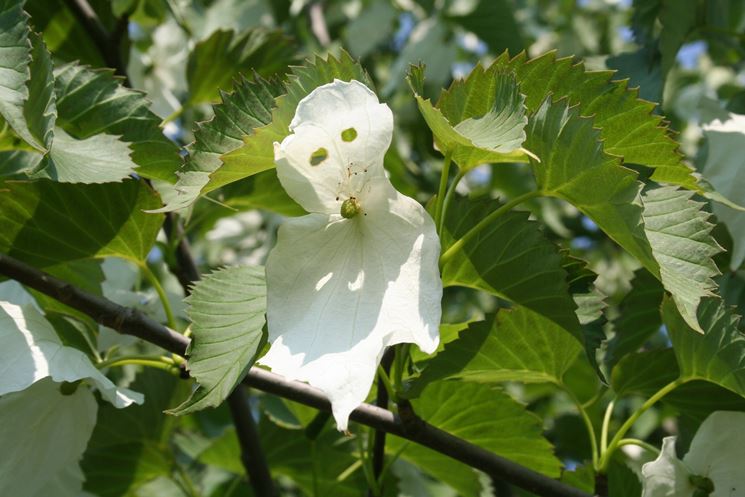 fiore albero dei fazzoletti